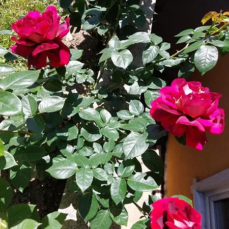 Cigota