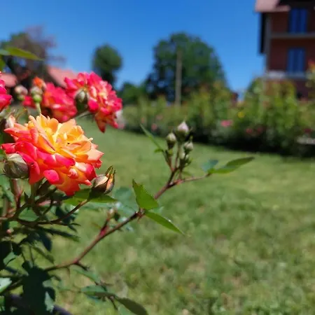 Cigota *